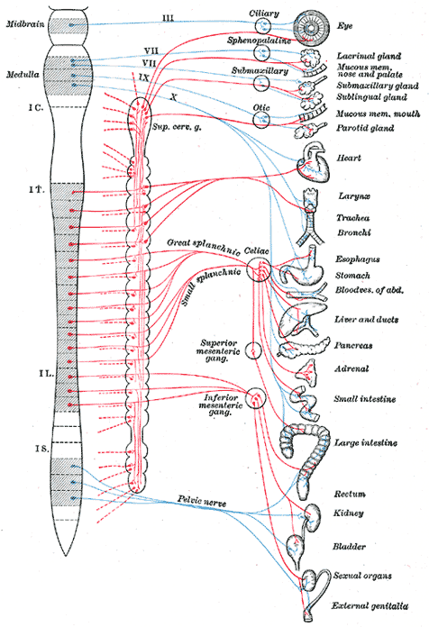 sistema nervioso autonomo